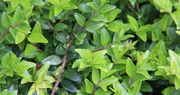 green hedge with little leafes from Boxwood - Footage, Video