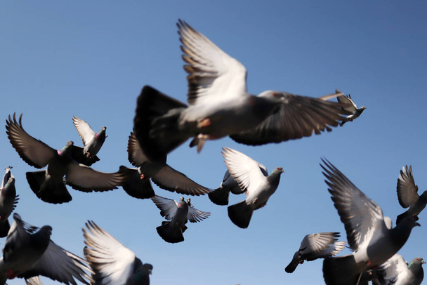 A flock of pieons captured in flight - Фото, изображение