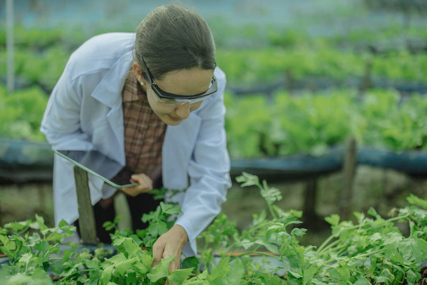 To assess the efficiency of modern greenhouse farming management, agricultural research expert inspect and collect data on crops, water, air, and insects. Performing regular laboratory procedures. - Zdjęcie, obraz