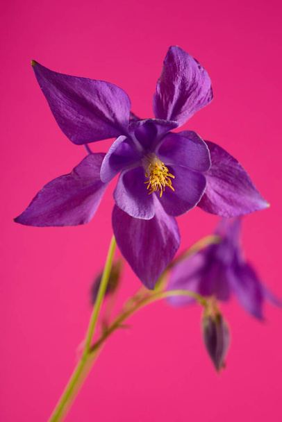Gyönyörű Aquilegia glandulosa ellen lila háttér. Virágos tapéta aquilegiával. - Fotó, kép