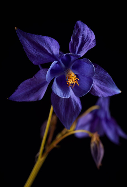 Brillante Aquilegia glandulosa sobre fondo oscuro. Fondo de pantalla floral con aquilegia. - Foto, imagen
