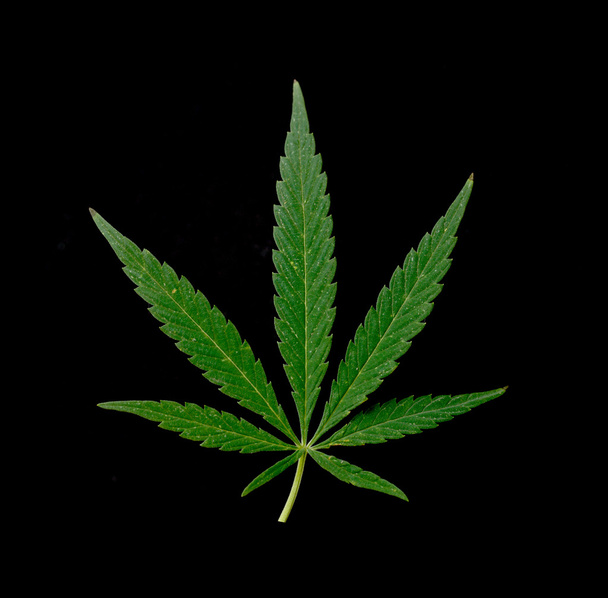 zielony liść marihuany - Zdjęcie, obraz