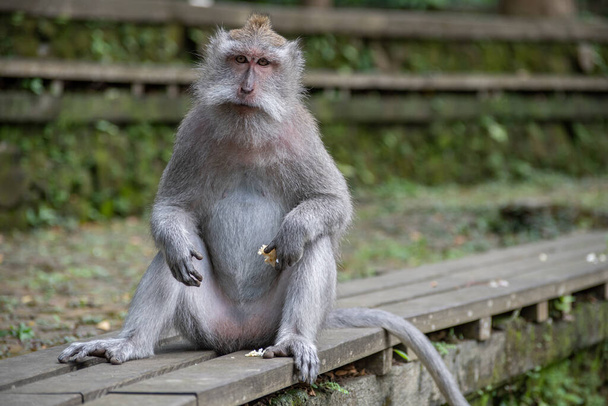 Un macaco dalla coda lunga tiene in mano una patata dolce - Foto, immagini