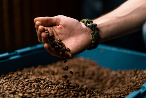 εργαζόμενος κρατώντας κόκκους καφέ στα χέρια του ελέγχει την ποιότητα του καφέ αφού έχει ψηθεί στη μηχανή του καφέ - Φωτογραφία, εικόνα