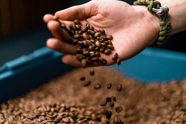 работник держит кофейные зерна в руках проверяет качество кофе после того, как он был обжарен в кофеварке - Фото, изображение