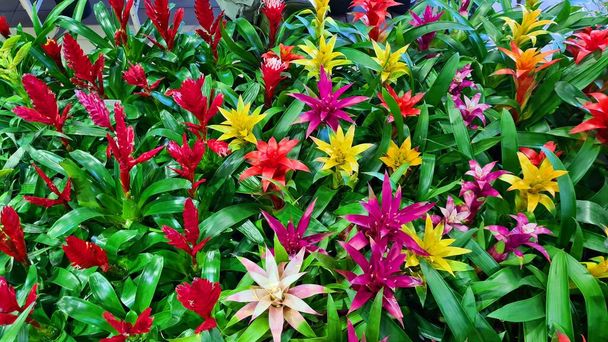 Multi-colored unusual Gusmania flowers strengthen the atmosphere in the house and have positive effect on people. - Photo, Image