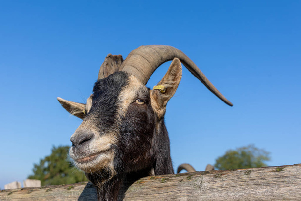 Portrait of a goat on a mountain slope against the background of the blue sky, close-up photo - Photo, image