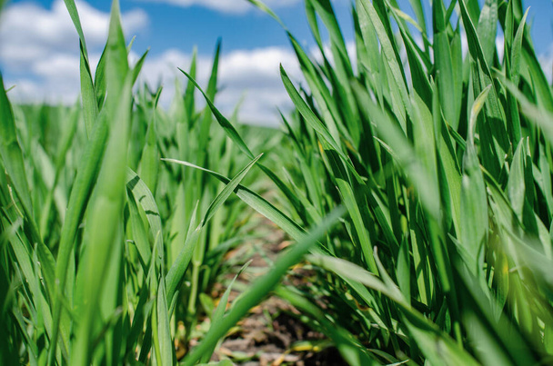 Brotos verdes de trigo de inverno no campo. Close-up. - Foto, Imagem
