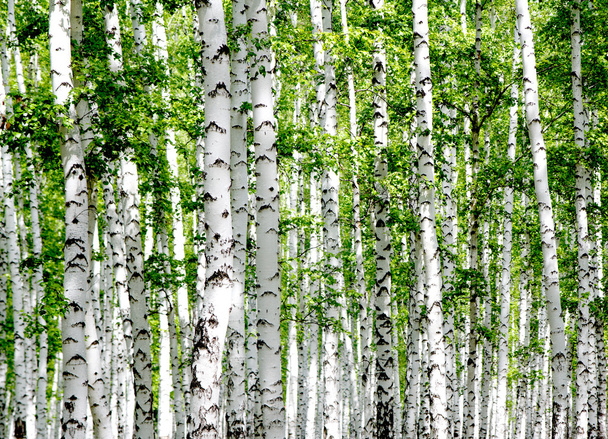 bétulas brancas na floresta - Foto, Imagem