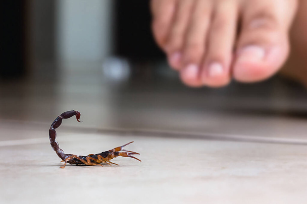 Scorpion indoors near a person. Person walking near a scorpion. Detection concept, brown or yellow scorpion, poisonous sting, macro photography - Photo, Image