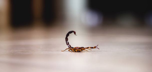 Tityus bahiensis, joka tunnetaan myös nimellä musta skorpioni, on skorpioni Itä- ja Keski-Brasiliasta. Toimenpiteet 6 cm pitkä, on hyvin tumma väri ja ruskea tassut
. - Valokuva, kuva
