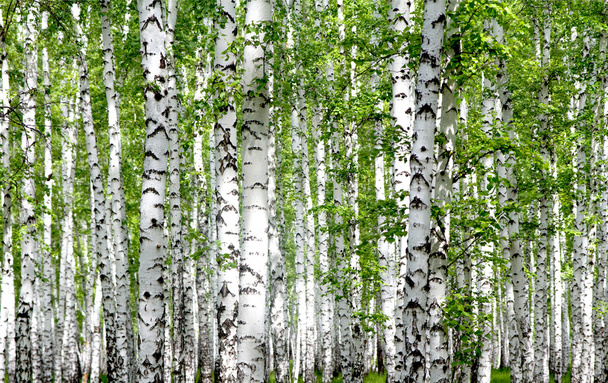 bétulas brancas na floresta - Foto, Imagem