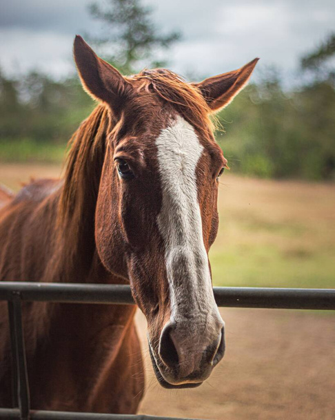 A vertical shot of a brown horse in a farmland - Fotografie, Obrázek