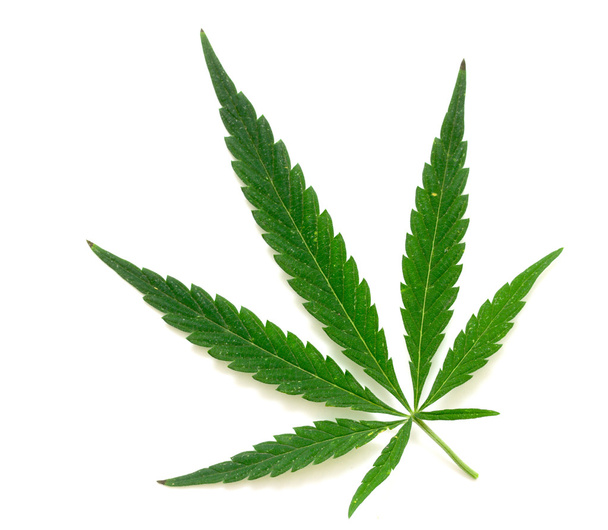 πράσινο φύλλο μαριχουάνα - Φωτογραφία, εικόνα