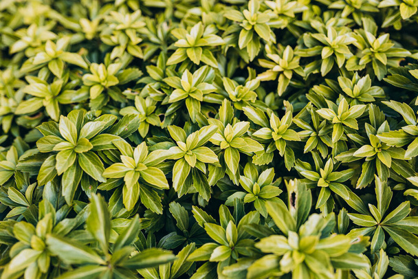 Japanese pachysandra or Pachysandra terminalis. Green plant background. - Photo, Image