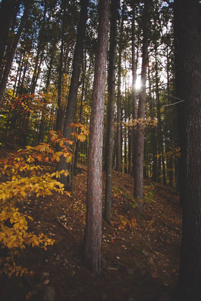 Eine vertikale Aufnahme eines wunderschönen Waldes in Ontario, Kanada - Foto, Bild