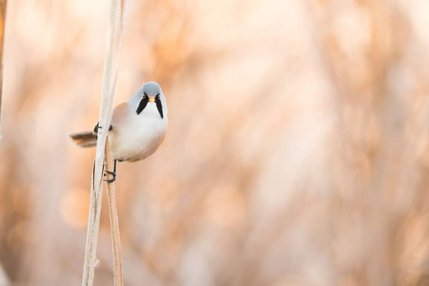 A selective focus shot of a bearded reedling bird perched on a branch - Photo, Image