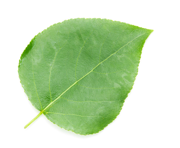 Зеленый лист на белом
 - Фото, изображение