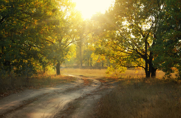 Camino de tierra en el parque de otoño
 - Foto, Imagen