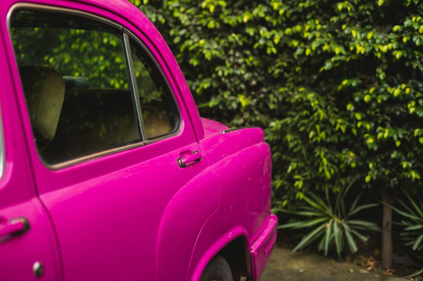 A selective focus shot on the side back door of a pink retro car standing in front of green plants - perfect wallpaper - 写真・画像