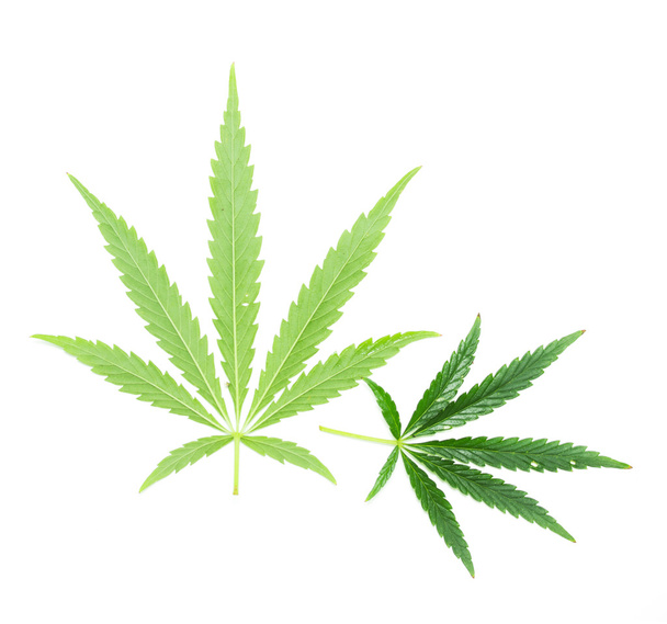 Zielone liście marihuany - Zdjęcie, obraz