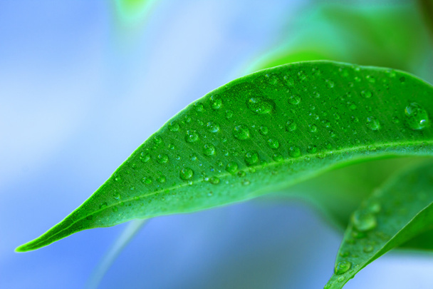 Water drops on leaves - Fotó, kép