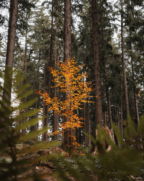A vertical shot of a yellow tree growing in a green pine forest in Beskydy mountains, Czech Republic - Photo, image