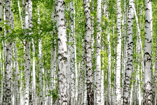 белые березы в лесу - Фото, изображение