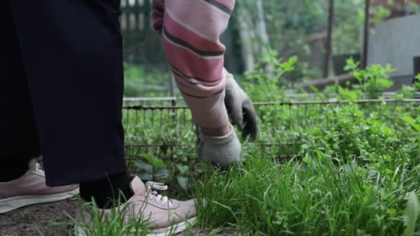 Старша жінка витягує бур'яни у свій величезний сад навесні, прибираючи сад після зими
 - Кадри, відео