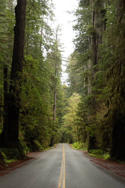 An asphalt road surrounded by lush green trees in Redwood National and State Park in California, USA - 写真・画像