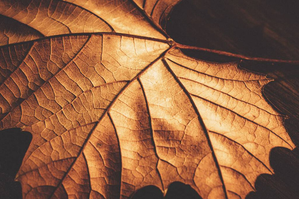 A closeup of a dry maple leaf. Autumn leaf detail. - Fotó, kép