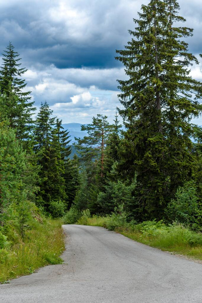 A vertical shot of forest road between trees and grass under blue cloudy sky - Fotó, kép