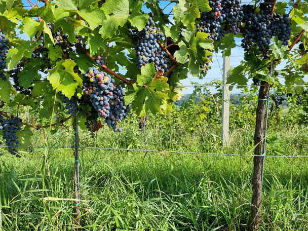 The ripe grapes on the trees in the vineyard on a sunny day - Фото, зображення