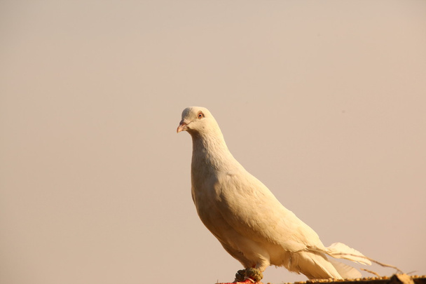 Белый голубь
 - Фото, изображение