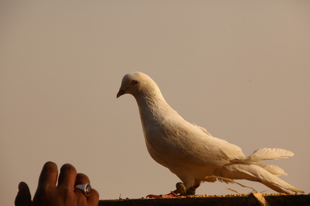 White Pigeon - Photo, Image