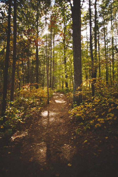 A vertical shot of a beautiful forest in Ontario, Canada - Zdjęcie, obraz