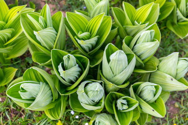 Veratrum album(またはfalse helleborine, white hellebore, Veratrum lobelianum) 、メランチア科の有毒植物、緑の葉、開花前の植物、上からの眺め、ジョージア、コーカサス. - 写真・画像