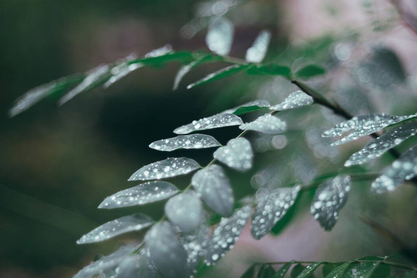 Een prachtige close-up van een varens plant bedekt met regendruppels - Foto, afbeelding