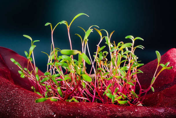 Red beet microgreen shoots close up on black background with water drops. Beet or mangold sprouts creative shots. Food decor. Superfood, healthy eating concept - Foto, immagini