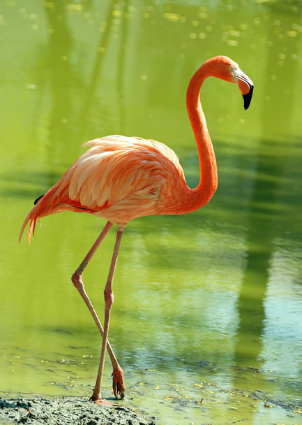 Flamingo w wodzie - Zdjęcie, obraz