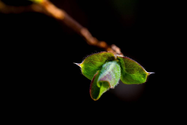 A selective focus of a leaf on the top of branch on dark background - Foto, imagen