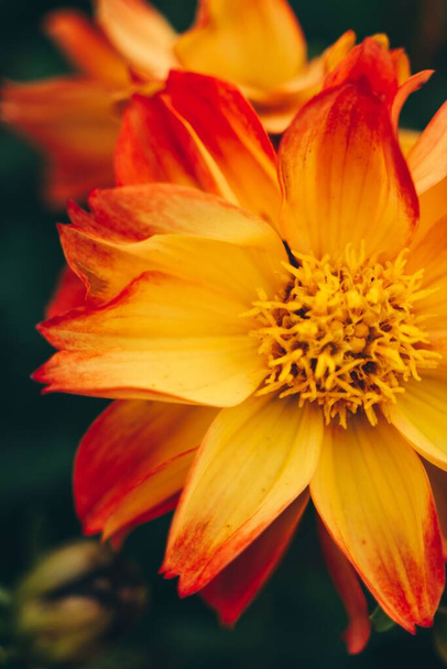 A closeup shot of an orange flower in the garden - Valokuva, kuva