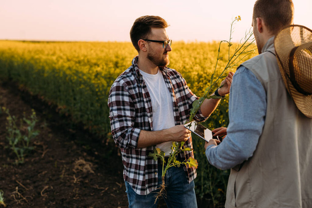 A man is standing with his partner in the field and they examine oilseed rape plant - Fotografie, Obrázek