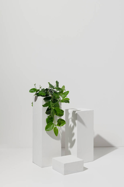 Green leaves on white pedestal on white background - Foto, afbeelding