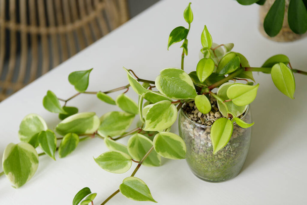 Zimmerpflanze peperomia skandalisiert im gläsernen Blumentopf - Foto, Bild
