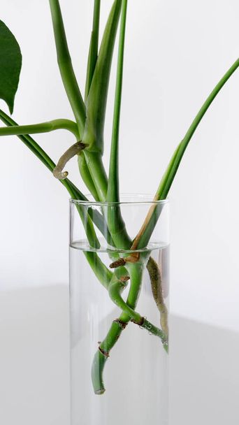 Monstera plante de maison enracinée de coupe dans un verre d'eau sur fond blanc - Photo, image