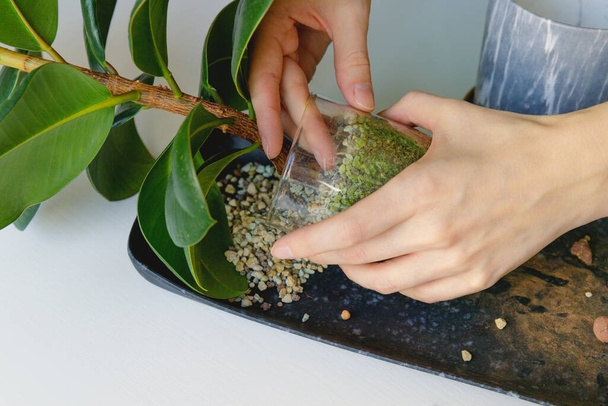 Transplantation de Ficus. Une femme sort une plante d'intérieur d'un vieux pot. Jardinage printanier. - Photo, image