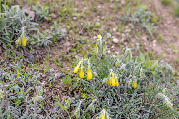 Onosma taurica, Onosma cinerea, Golden-flowered onosma, Boraginaceae. Wild plant shot in spring. Turkish name: Onosma mirabilis Khokhr, Emzik otu. - Photo, Image