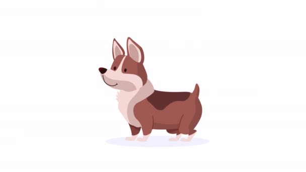 cute corgi dog mascot animation 4k video animated - Footage, Video