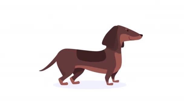 χαριτωμένο σκυλί foxhound animation μασκότ 4k βίντεο κινουμένων σχεδίων - Πλάνα, βίντεο